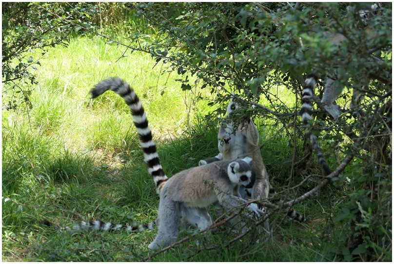 Au zoo de Mervent-13