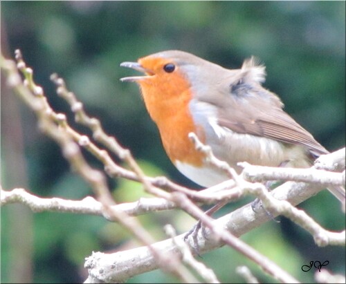 Rouge-gorge.