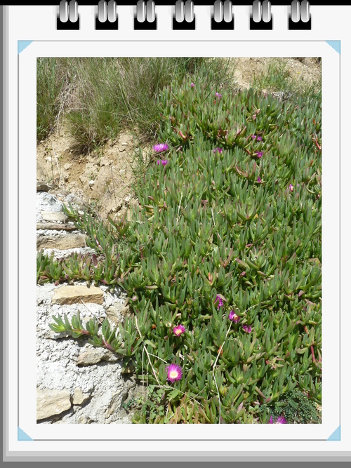  CARNET de route : FLEURS