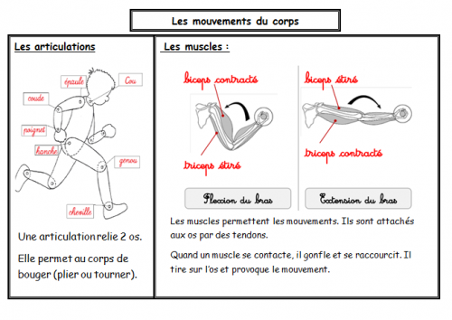 Traces écrites avec pour base les fiches de sciences de Séverine