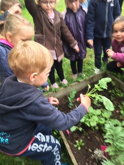 Récolte au potager