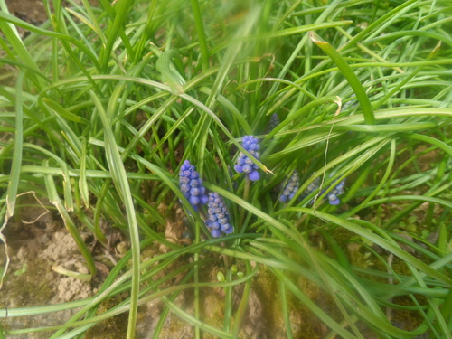  du rêve à la réalité  :  le printemps .....