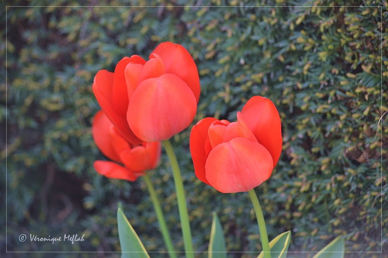 Parc Floral de Paris : des tulipes de toutes les couleurs