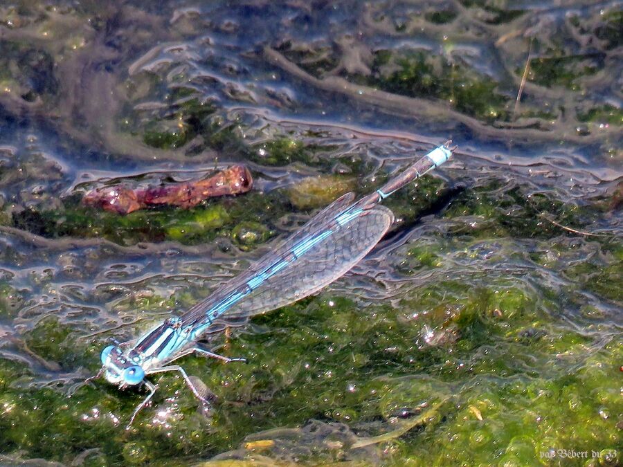 des libellules en été