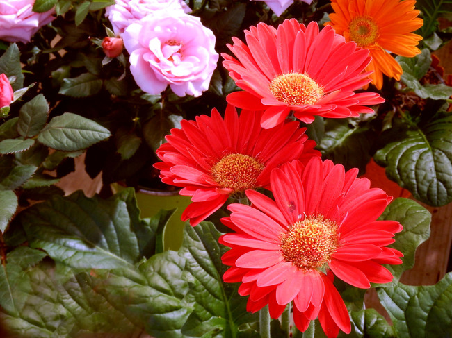 Fleurs d'été diverses