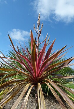 cordyline sunrise : les surprises