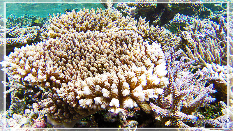 Corail Acropore digitiforme, Finger-acropora (Acropora humilis) - Athuruga - Atoll d'Ari - Maldives