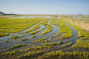 Favoriser une intensification durable de l’agriculture