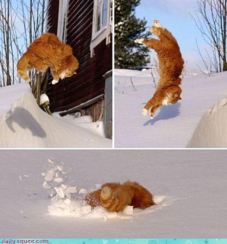 chat fou neige