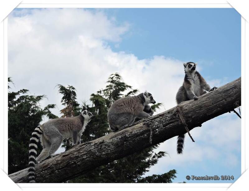 Zoo du Bassin d'Arcachon à La Teste de Buch - 17/20