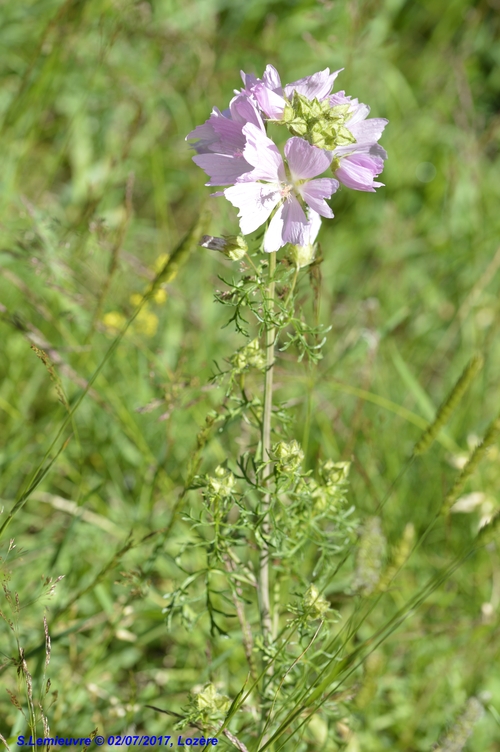 Malva moschata