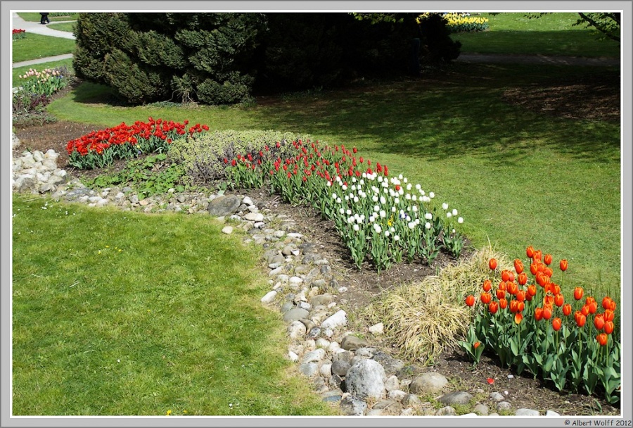 Les tulipes suisses -3 -