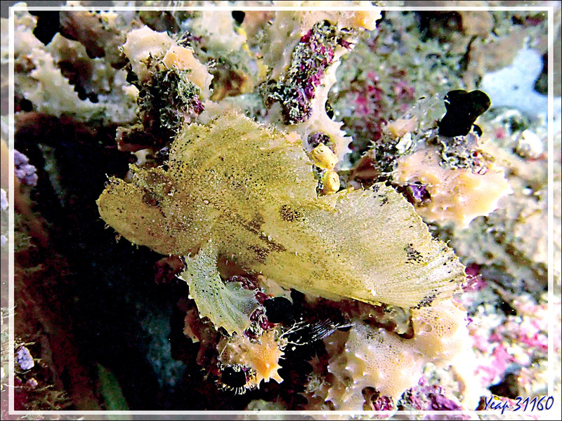 Poisson-scorpion feuille jaune, Leaf scorpionfish, Leaf fish, Paper fish (Taenianotus triacanthus) - Betalinjona (2ème Frère) - Nosy Tsarabanjina - Archipel Mitsio - Madagascar