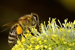 Juin: les abeilles