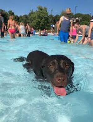 rainbow dog pool party paradise 