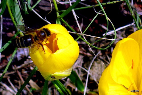 Mes crocus jaunes d’automne