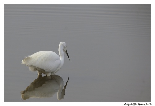 Aigrette Garzette à la pêche