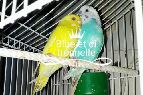 citronnelle et blue