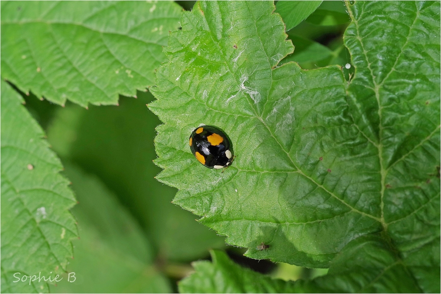 Coccinelles , suite et fin .