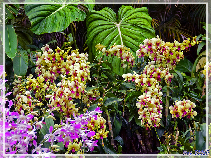 13/09/22 : tout comme l'aperçu rapide du jardin botanique, un autre aperçu du jardin et des serres à orchidées - Singapore Botanic Gardens (新加坡植物园, Taman Botanik Singapura) - Singapour