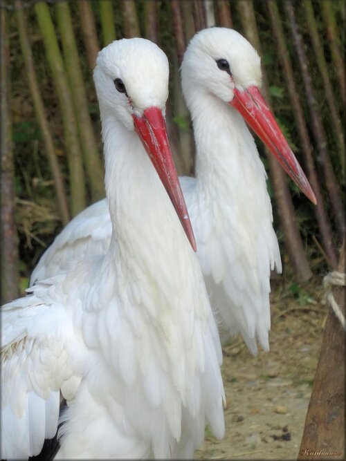 Photo de cigogne blanche : Planète Sauvage