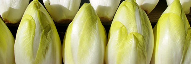 endive-chicon-legume-bienfaits-04