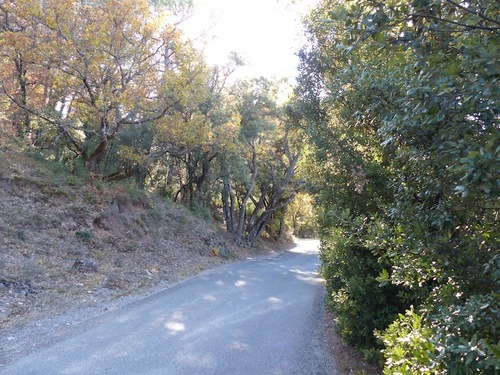 Forêt du Défens