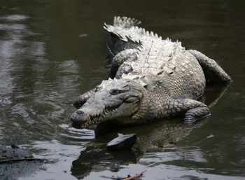 1 - Crocodylus acutus