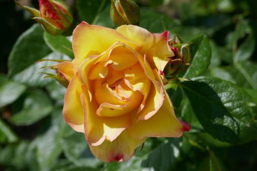 Le cartoscope du jeudi 15 février 2024