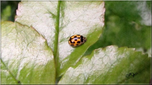 Coccinelles.