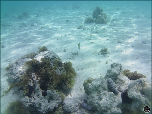 Poisson cocher commun, à l'île Maurice