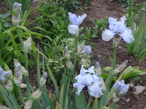                      mes fleurs, iris