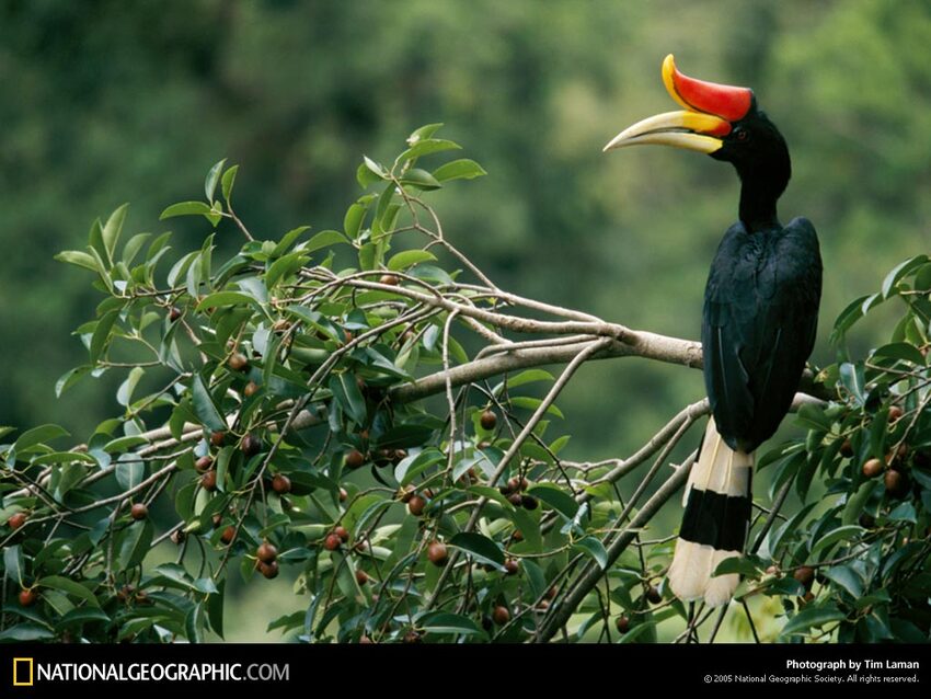 Images de la National Geographic