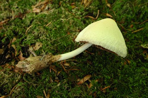 Volvariella bombycina