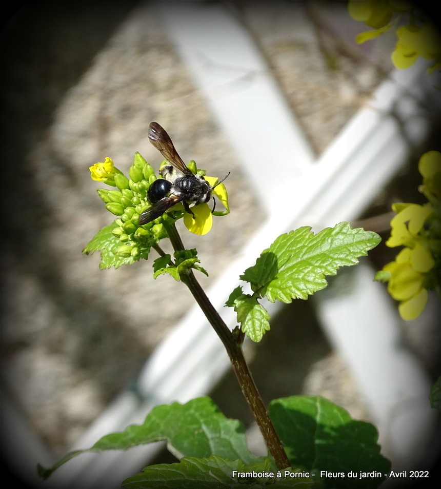 Fleurs du jardin en avril 2022 - Colza et abeille 