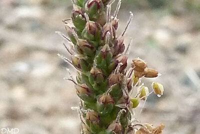 Plantago coronopus - plantain corne de cerf