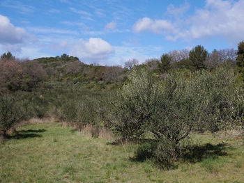 Camaïeu de verts dans les champs d'oliviers