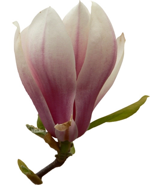 Fleur magnolia