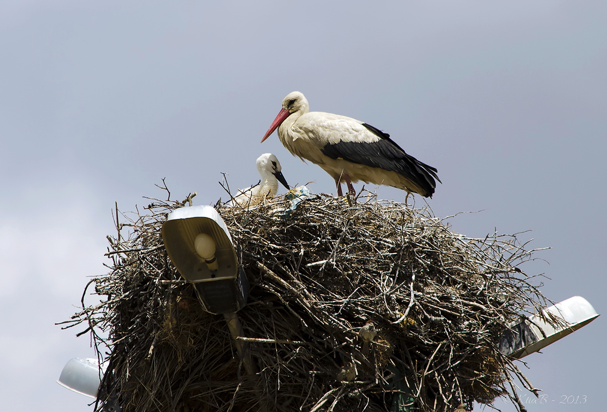 Cigogne - Portugal