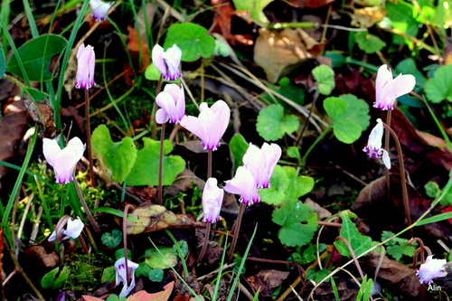 Petites fleurs du cyclamen