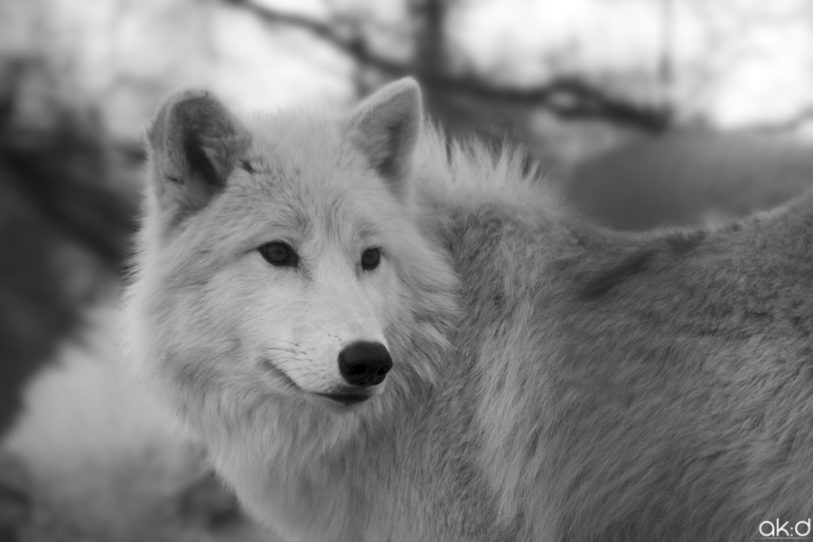 TRÈS BEAU CADEAU DE MON AMIE EL LOBO - LINDA