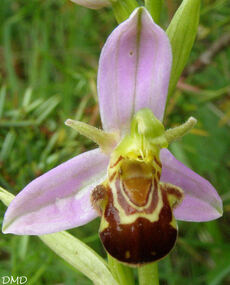 Ophrys apifera - ophrys abeille