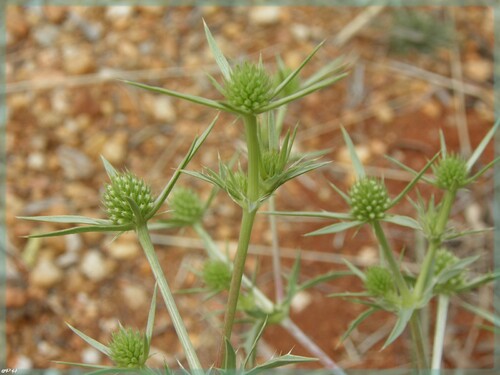 Panicot champêtre