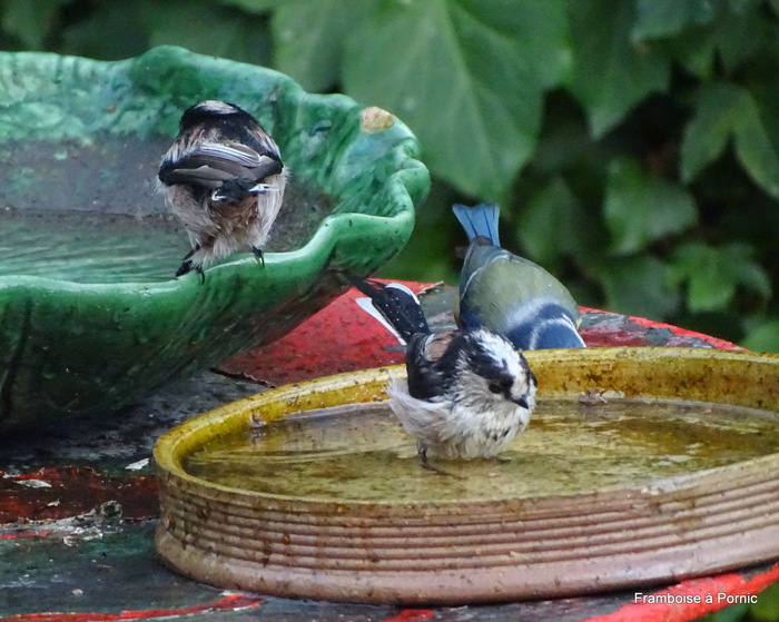 Mésange à longue queue - 2017