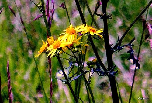 Jolies fleurs jaunes sauvages !