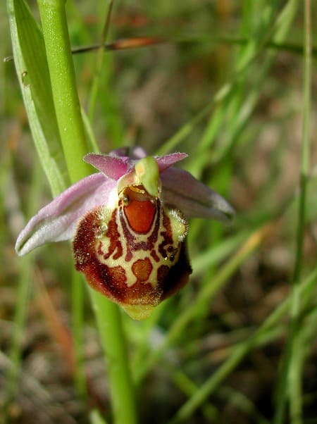 Les ophrys