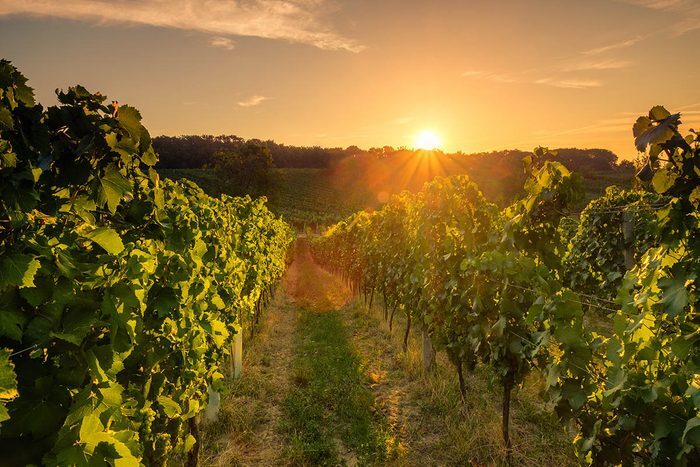 Route des vins : Visitez le vignoble de la Chapelle Sainte-Agnès.