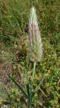 trifoliumangustifoliumca