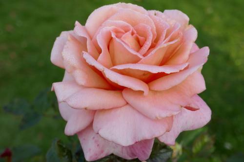 Le cartoscope du dimanche 13 février 2022