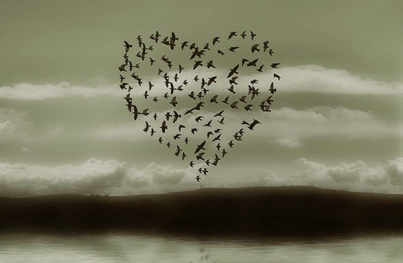 oiseaux-coeur.jpg